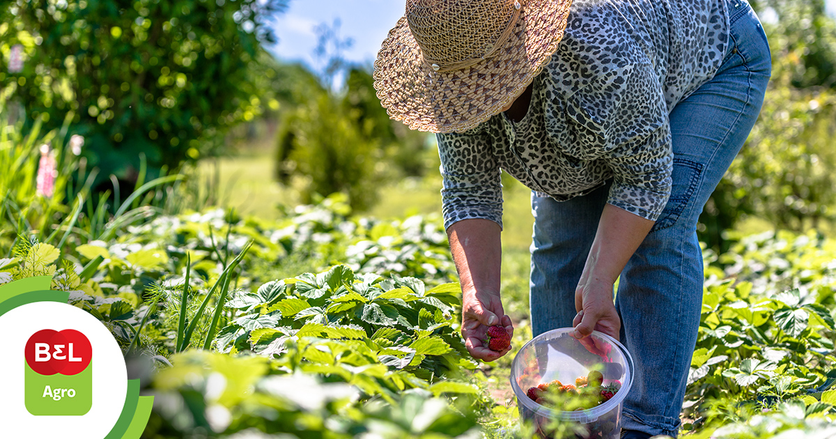 Além da Soja: A Diversidade Alimentar Que Nutre a Nação - inspiração 2