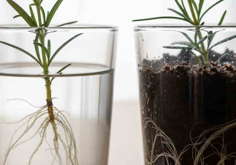 Banho de Sol Essencial: Encontrando o Ponto Ideal de Luz para a Vida - inspiração 3