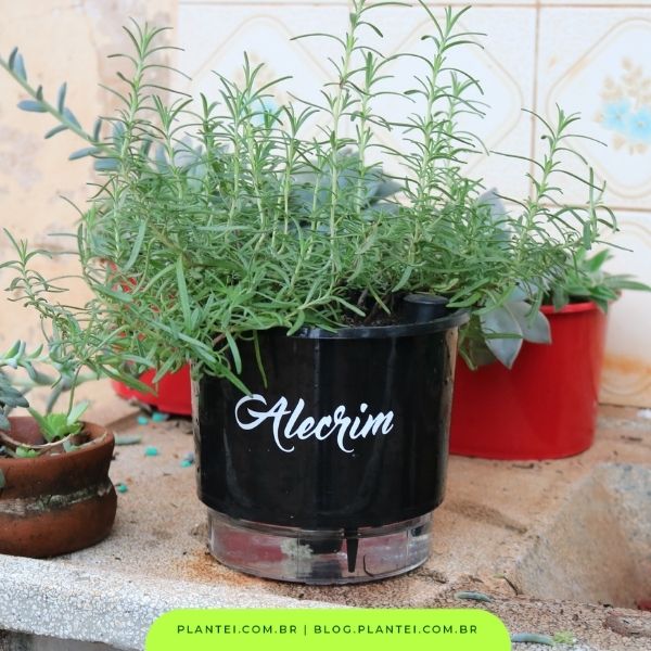 A Arte de Podar: Como Dar um Up na Saúde e no Sabor do Seu Erva Aromática - inspiração 3