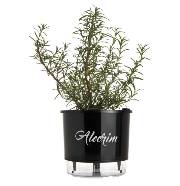 Fim do Ressecamento: Um Truque Simples para Ambientes Secos - inspiração 2