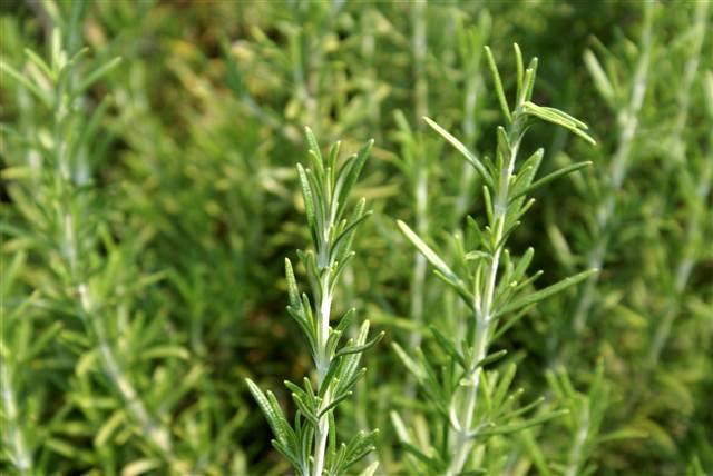 A Receita Secreta do Solo: Preparando a Base Perfeita para Crescimento Forte - inspiração 3