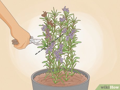 A Casa Ideal: Escolhendo o Vaso Amigo do Alecrim (Com Drenagem Perfeita) - inspiração 1