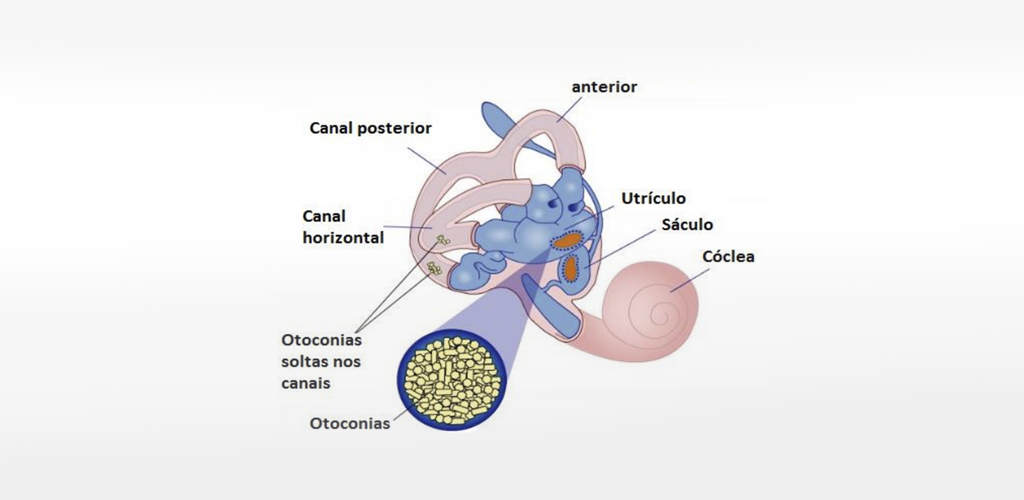 Gengibre: O Anti-Náusea Natural - inspiração 1