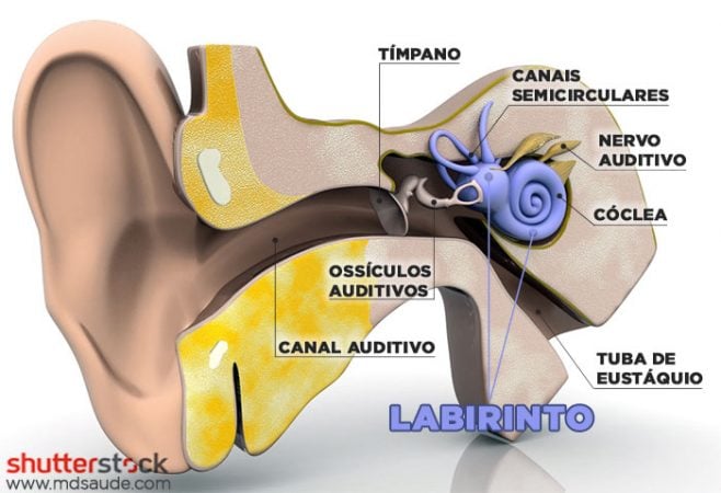 Gengibre: O Anti-Náusea Natural - inspiração 3