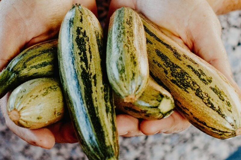 Escudo Protetor: Os Antioxidantes da Abobrinha e o Brilho da Sua Saúde - inspiração 3