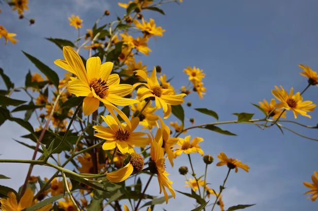 Um Banquete de Minerais Essenciais Para Combater a Fadiga - inspiração 1