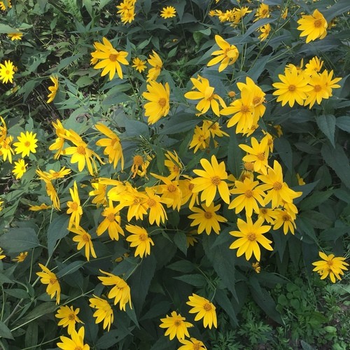 Um Banquete de Minerais Essenciais Para Combater a Fadiga - inspiração 2