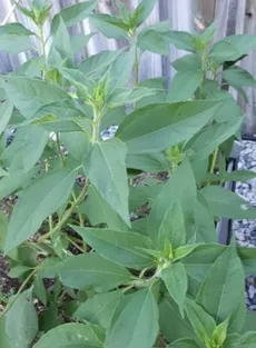 Regularidade Intestinal: Um Passe Livre Para um Ventre Feliz - inspiração 3