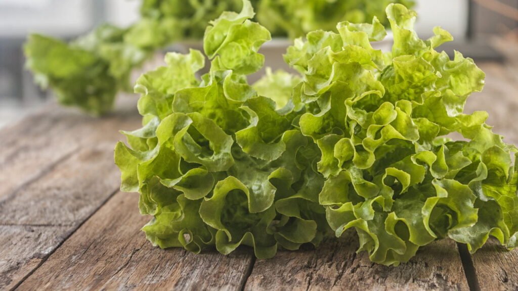 Aliviando a Mente: Como a Alface Combate a Ansiedade Noturna - inspiração 3