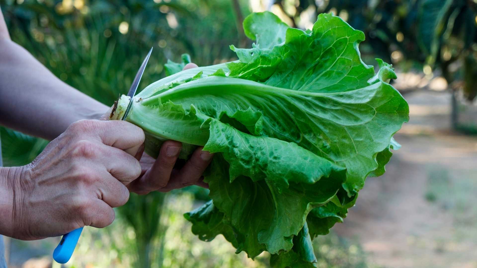Suco da Calmaria: Combinando Sabores para um Sono Profundo - inspiração 1