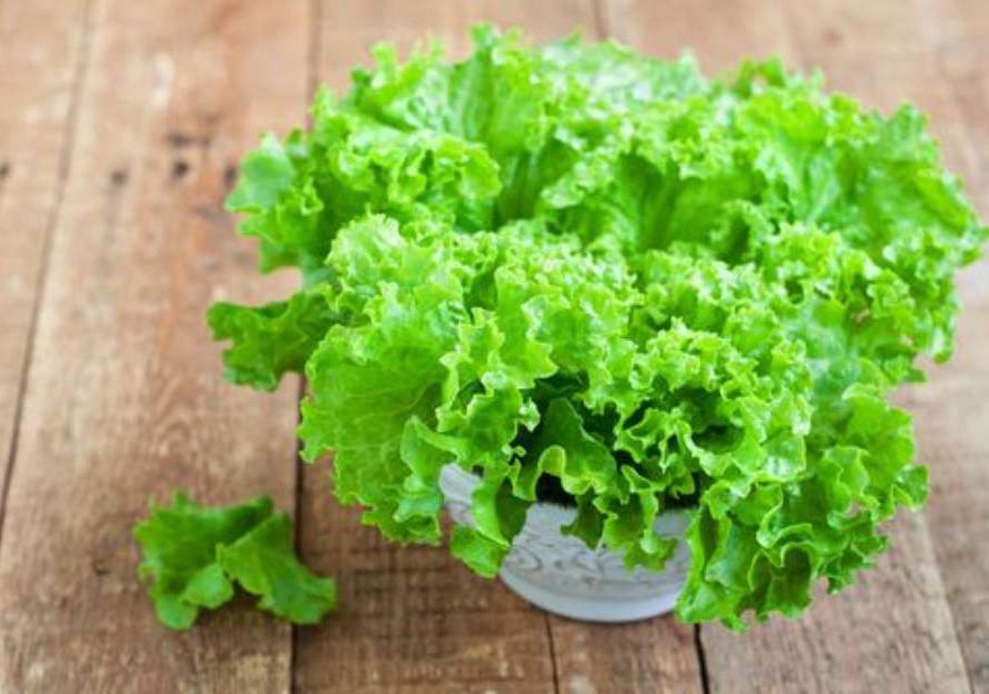 Alface e o Sistema Nervoso: Uma Conexão Surpreendente - inspiração 1