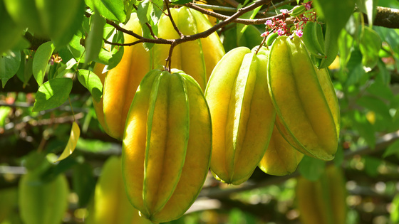 Erros Comuns ao Consumir Carambola e Ter Problemas Renais - inspiração 3