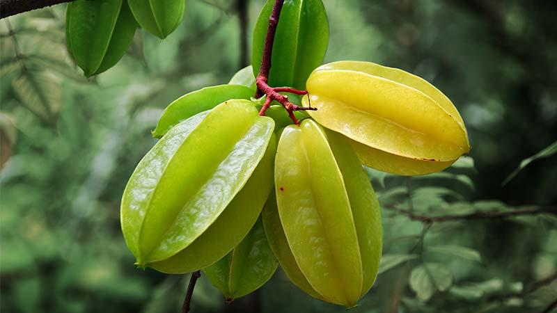 Como a Carambola Afeta Seus Níveis de Glicose no Sangue - inspiração 3