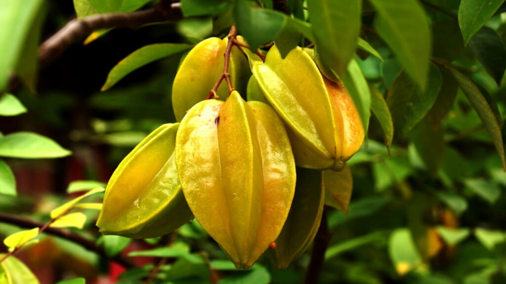 Sinais de Alerta: Quando Suspender Imediatamente o Consumo - inspiração 3