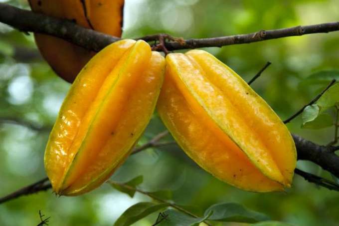 Dica de Ouro: Combine a Carambola com Alimentos Ricos em Fibras - inspiração 2