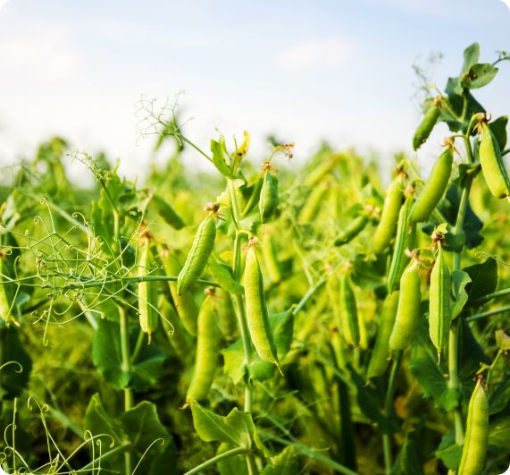 Ervilha Seca: Versatilidade e Sabor em suas Refeições - inspiração 1