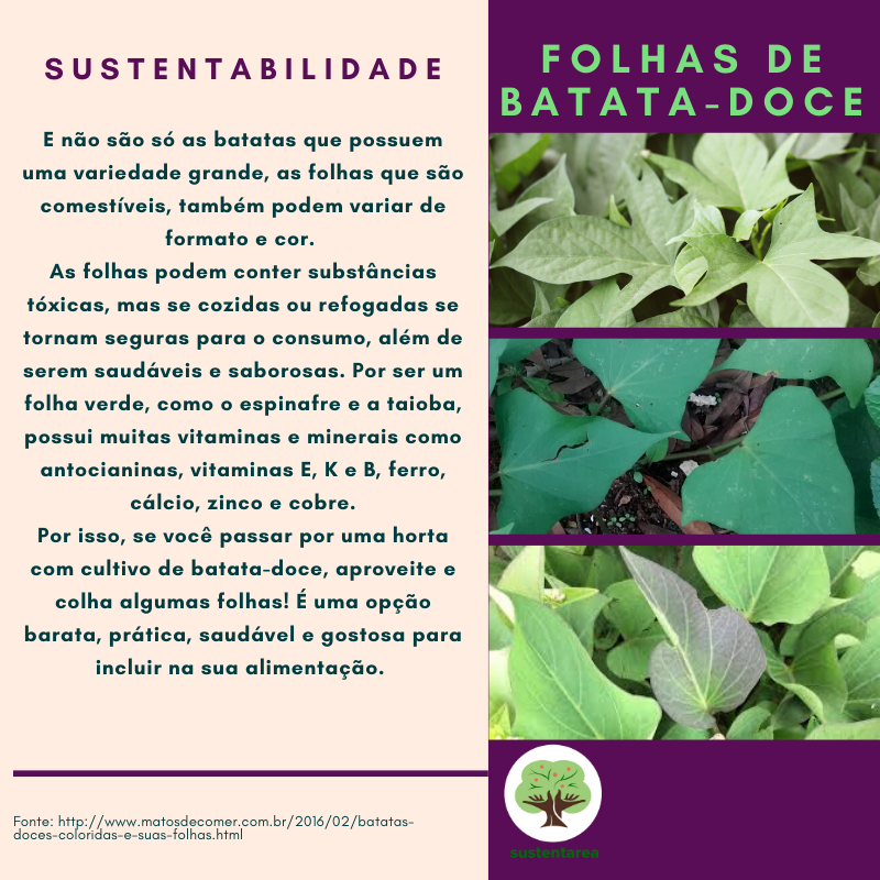 Dica de Ouro para Glicemia Estável: Folha de Batata Doce no Cardápio - inspiração 3