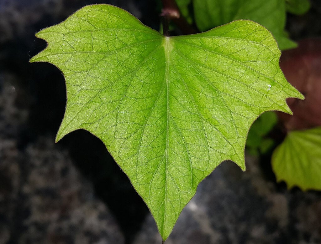Pressão Arterial sob Controle: O Segredo Está nas Folhas! - inspiração 3