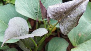 Fortaleça Seus Ossos com um Ingrediente Inesperado - inspiração 2