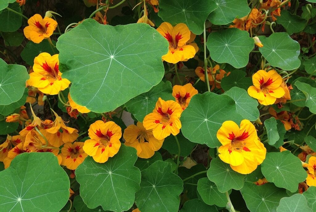 Proteção para o Cérebro: Um Escudo Contra Doenças Degenerativas - inspiração 3