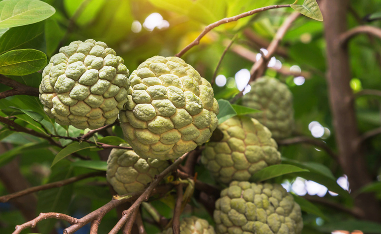 Colágeno Turbinado: Cabelos Fortes e Elásticos - inspiração 3