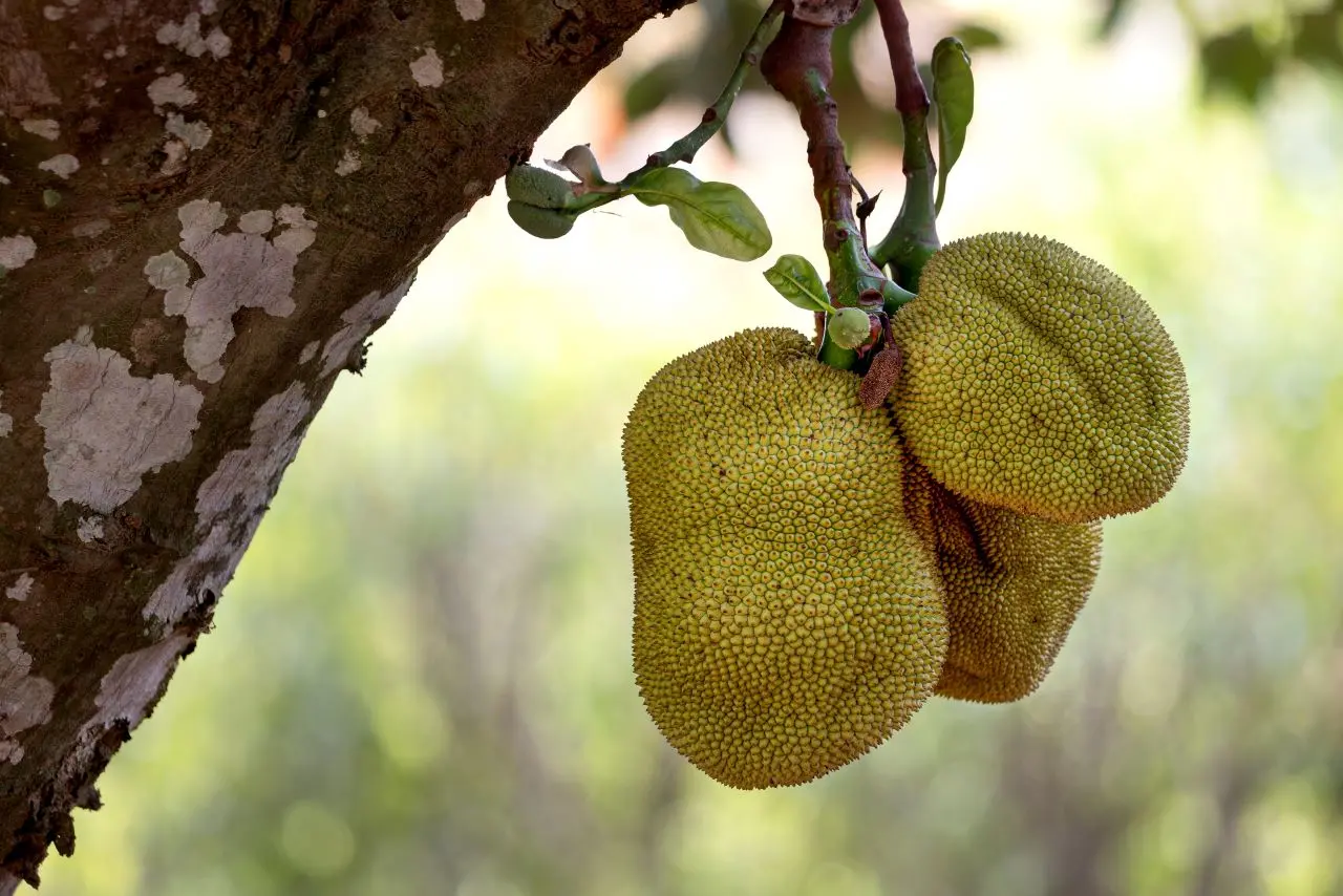 Jaca Mole vs. Jaca Dura: Entenda as Diferenças e Encontre Sua Versão Favorita - inspiração 1
