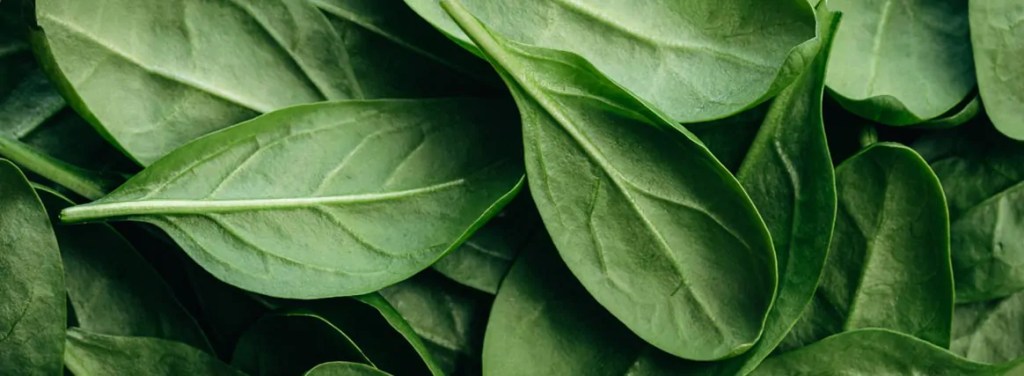 Como a Rúcula Ajuda a Prevenir a Degeneração Macular (DMRI) - inspiração 2