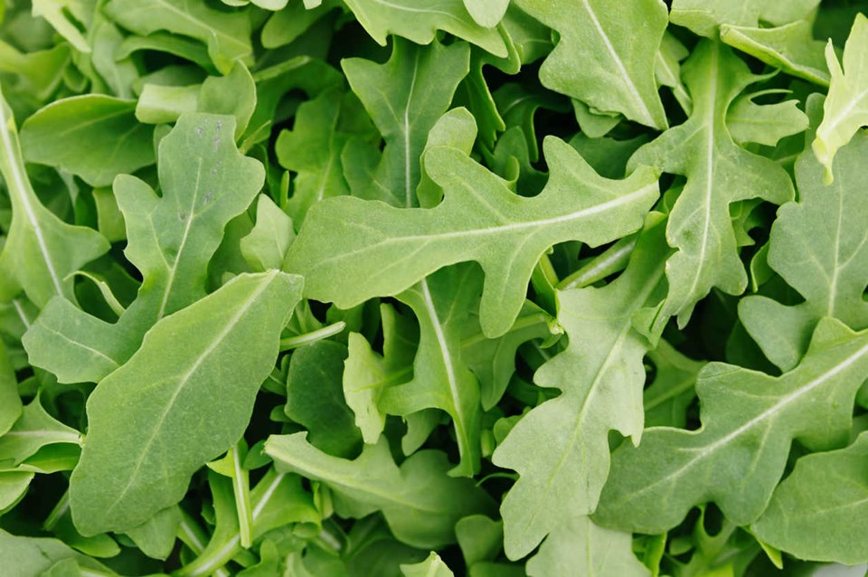 Passo a Passo para Usar a Rúcula e Blindar Seus Olhos Contra a Catarata - inspiração 2