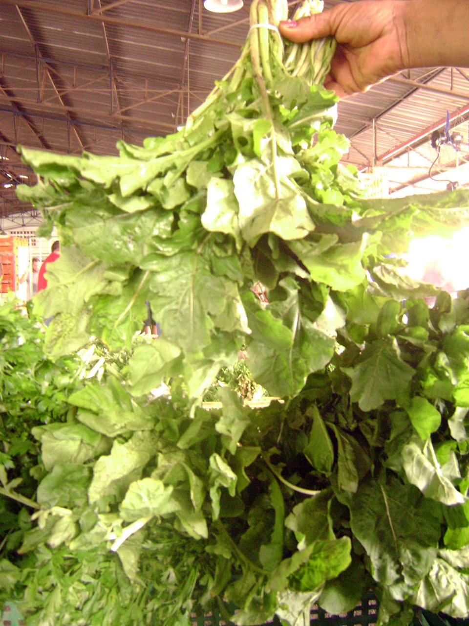 Como a Rúcula Diminui a Sensibilidade ao Brilho e Melhora o Conforto Visual - inspiração 2