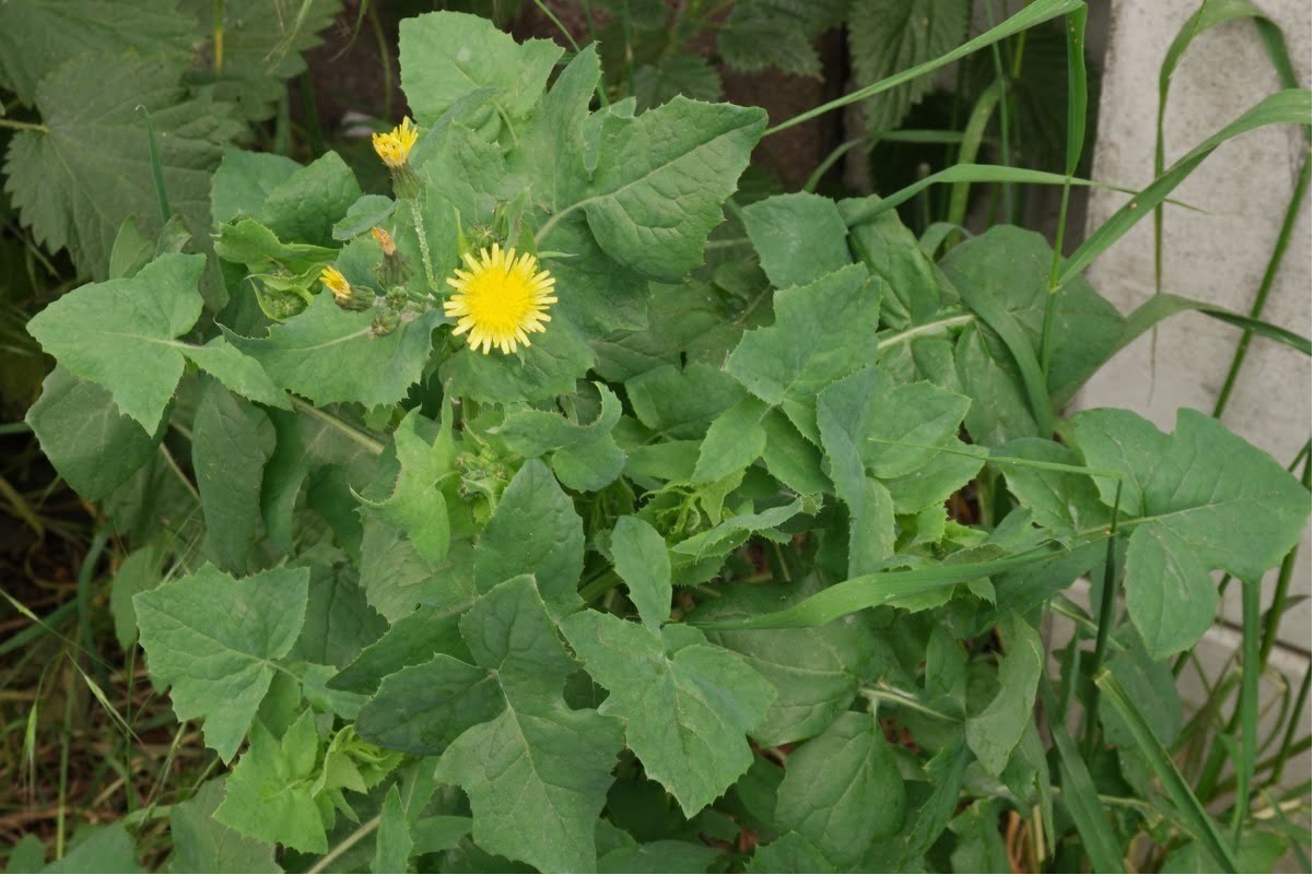 Sinal de Alerta: Identifique os Primeiros Sintomas de Problemas Estomacais - inspiração 2