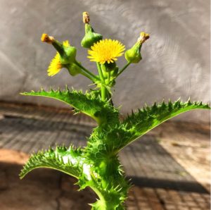 Sinal de Alerta: Identifique os Primeiros Sintomas de Problemas Estomacais - inspiração 3