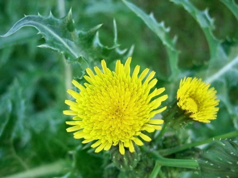 Dica de Ouro: Prepare um Chá de Serralha Perfeito para Aliviar a Gastrite - inspiração 1