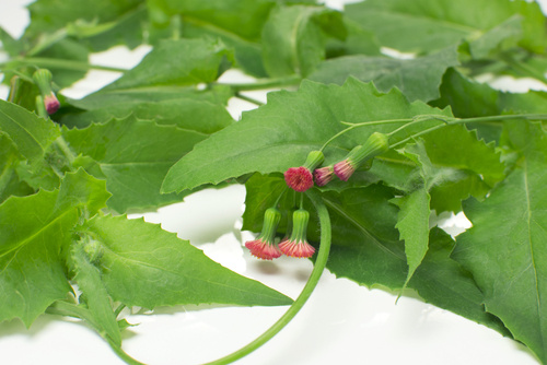 Dica de Ouro: Prepare um Chá de Serralha Perfeito para Aliviar a Gastrite - inspiração 2