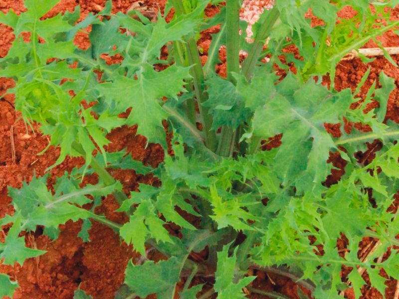 Passo a Passo: Inclua a Serralha Fresca na Sua Salada Diária - inspiração 2