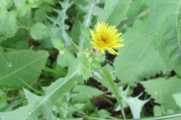 Passo a Passo: Inclua a Serralha Fresca na Sua Salada Diária - inspiração 3