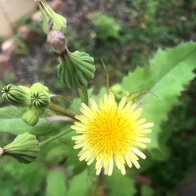 Solução Natural: Alivie a Má Digestão com um Suco Verde Turbinado com Serralha - inspiração 1