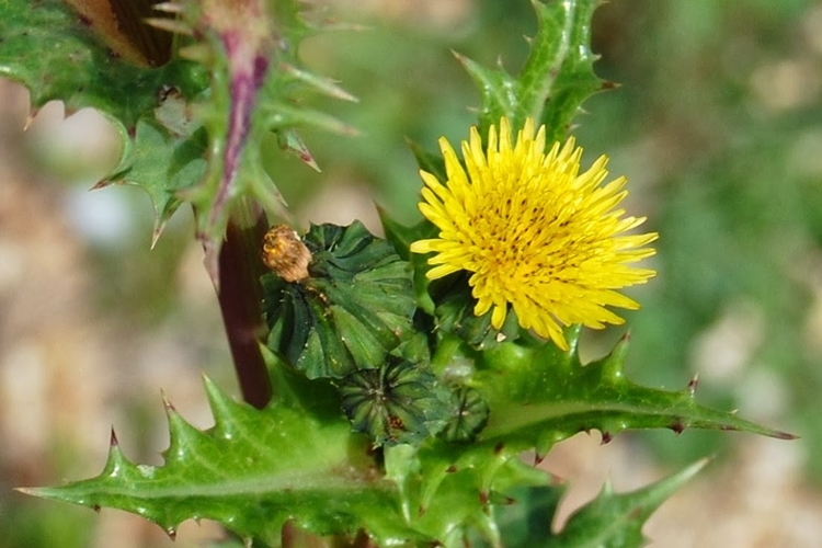 Solução Natural: Alivie a Má Digestão com um Suco Verde Turbinado com Serralha - inspiração 2