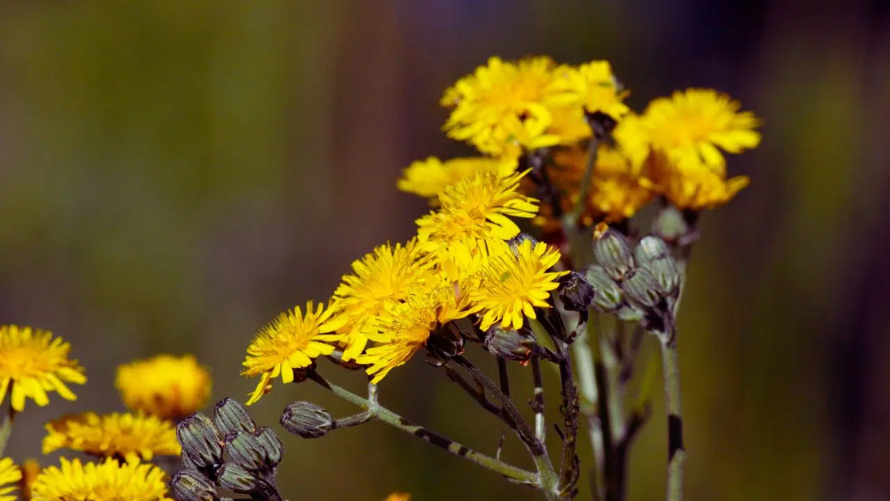 Solução Natural: Alivie a Má Digestão com um Suco Verde Turbinado com Serralha - inspiração 3