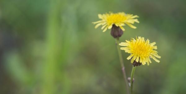 Como Identificar: As Melhores Variedades de Serralha para Consumo - inspiração 2