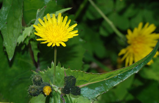 Dica de Especialista: Combine a Serralha com Outras PANC's para um Efeito Potencializado - inspiração 1