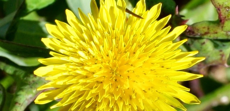 Erros Comuns: O Que Evitar ao Consumir Serralha para Não Ter Efeitos Indesejados - inspiração 1