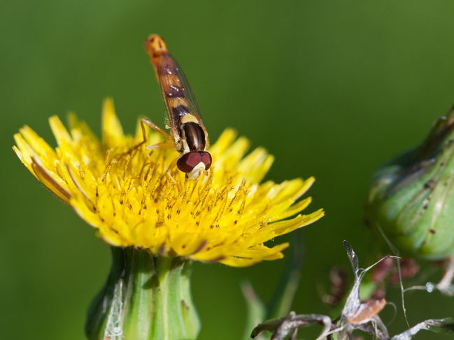 Erros Comuns: O Que Evitar ao Consumir Serralha para Não Ter Efeitos Indesejados - inspiração 2