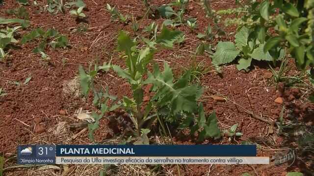 Erros Comuns: O Que Evitar ao Consumir Serralha para Não Ter Efeitos Indesejados - inspiração 3