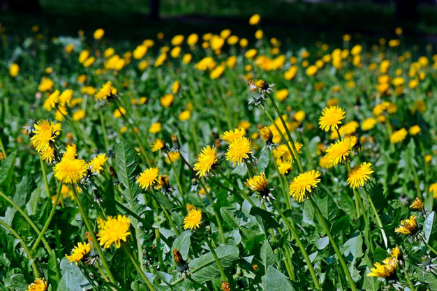 Sinal de Alerta: Saiba Quando a Serralha Pode Ser Contraindicada para Você - inspiração 3