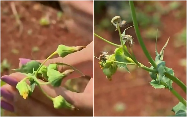 Passo a Passo: Prepare um Refogado de Serralha Saboroso e Nutritivo - inspiração 1