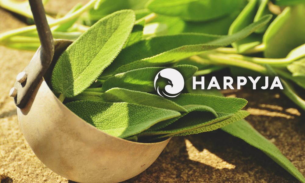 Quando a Sálvia Não é Sua Melhor Amiga: Cuidados Essenciais e Quem Deve Evitar - inspiração 1