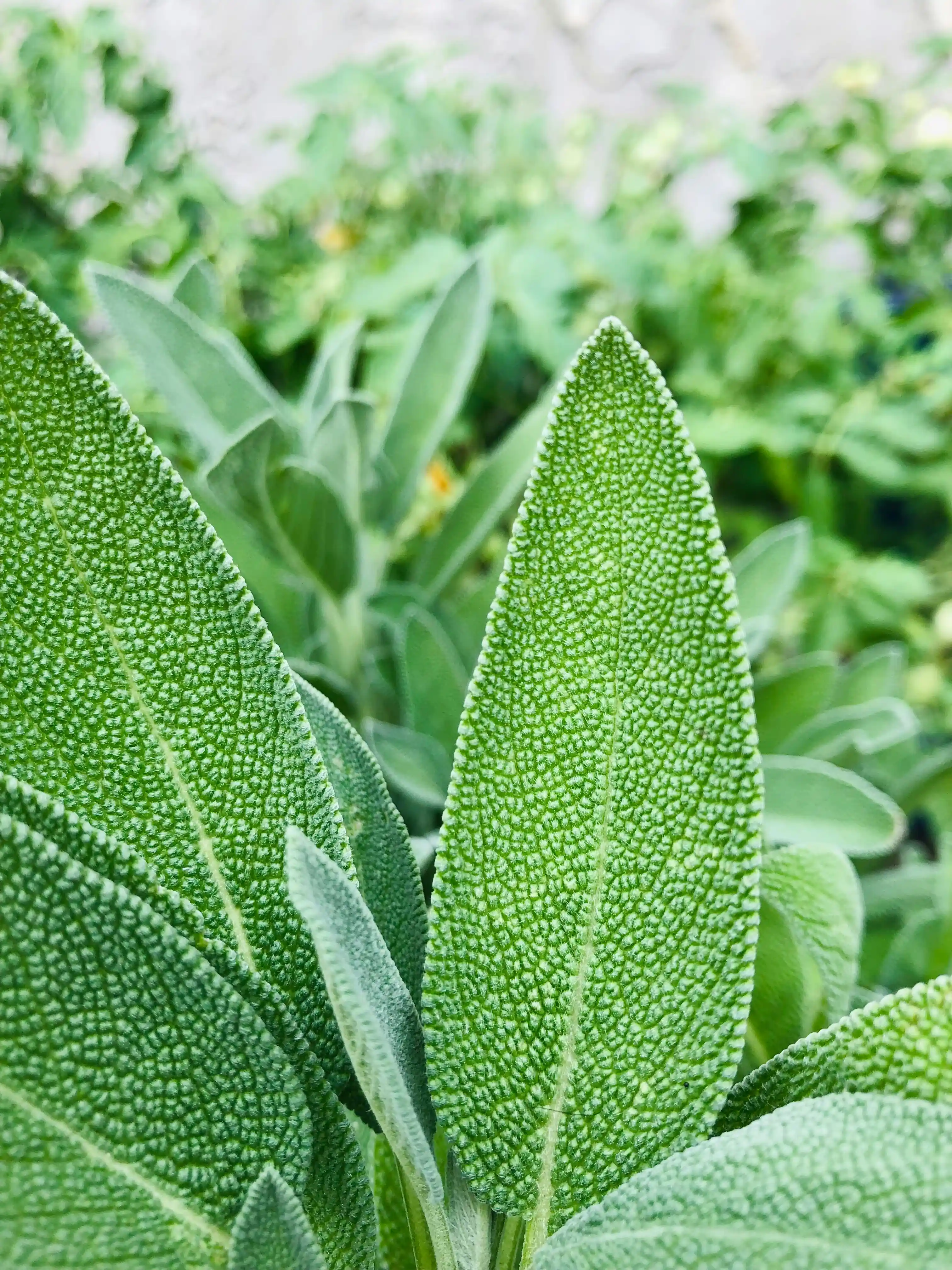 Quando a Sálvia Não é Sua Melhor Amiga: Cuidados Essenciais e Quem Deve Evitar - inspiração 2