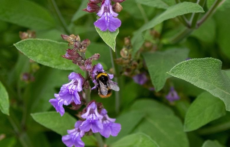 Digestão em Dia e Açúcar Equilibrado: O Segredo Verde no Seu Prato - inspiração 1