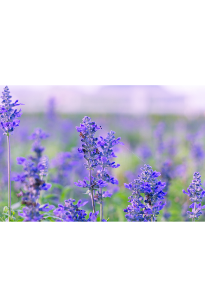 Digestão em Dia e Açúcar Equilibrado: O Segredo Verde no Seu Prato - inspiração 3