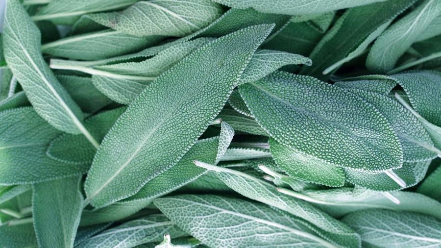 Defesa Natural: Sálvia Contra Inflamações e Buraquinhos Indesejados - inspiração 1